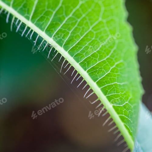 Preview: Green, Abstract Composition With Leaf Texture And Soft Focus