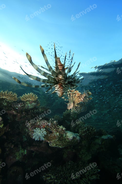 Preview: Lionfish