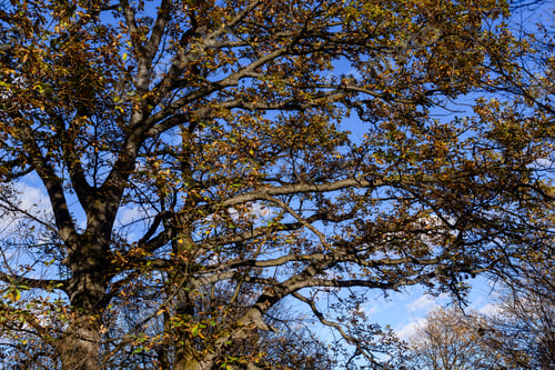 Preview: Gorgeous Oak Trees From Below