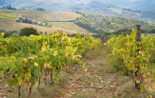 Preview: Vineyards Of Panzano In Chianti.
