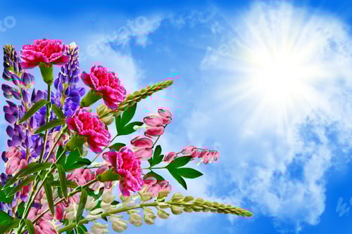Preview: Summer Landscape With Beautiful Bright Lupine Flowers. Carnation