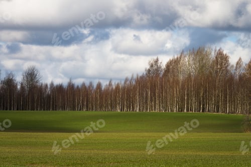 Preview: Processed Cereal Fields In Spring