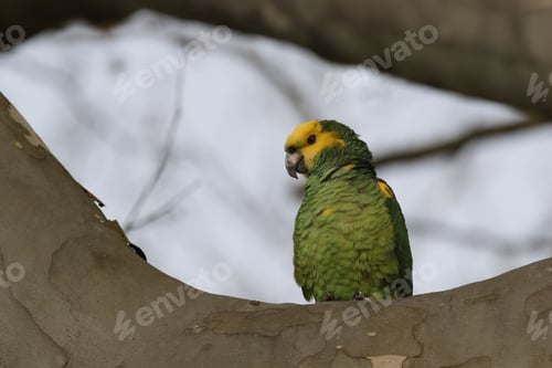 Preview: Yellow-Headed Amazon (Amazona Oratrix), Rosenstein Park, Stuttgart, Baden-Wuerttemberg