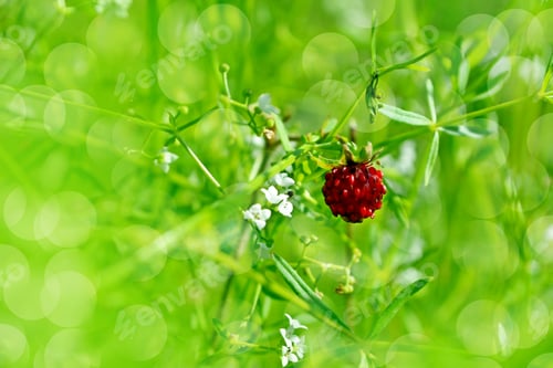 Preview: Photo. Wild Berry Strawberry.