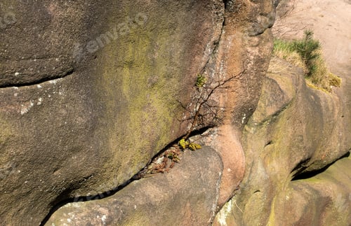 Preview: Small Tree Growing Out Of A Sheer Cliff Face