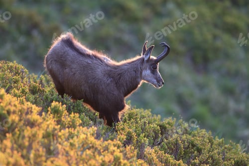 Preview: Chamois (Rupicapra Rupicapra) Vosges Mountains, France