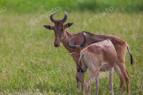 Preview: Topi Antelopes In The Serengeti National Park, Great Rift Valley, Tanzania, Africa