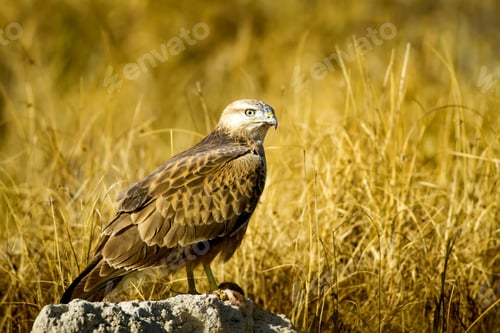 Preview: Bird Of Prey. Buzzard And Its Hunt Least Weasel. Yellow Nature Habitat Background. Bird: Long