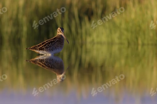 Preview: Nature And Bird. Green Nature Background. Bird: Common Snipe. Gallinago Gallinago.