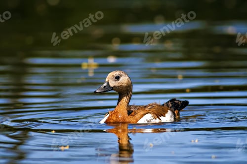 Preview: Swimming Duck. Ruddy Shelduck. Green Blue Water Background.