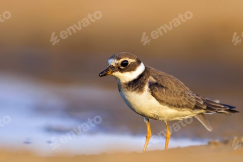 Preview: Nature And Bird. Cute Little Water Bird. Colorful Nature Background. Bird: Common Ringed Plover.