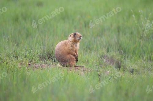 Preview: Utah Prairie Dog - Bryce Canyon National Park