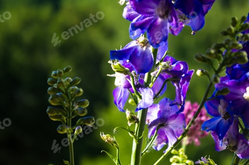 Preview: A Colorful Bouquet Of Bright Spring Flowers Of Various Types, Close-Up