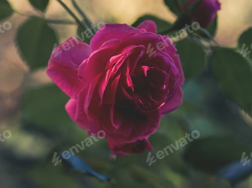 Preview: Rose On A Green Background