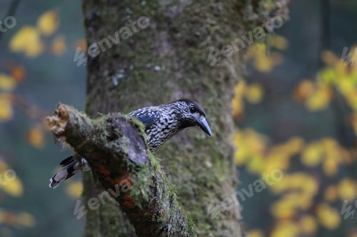 Preview: Spotted Nutcracker, Eurasian Nutcracker Black Forest Germany