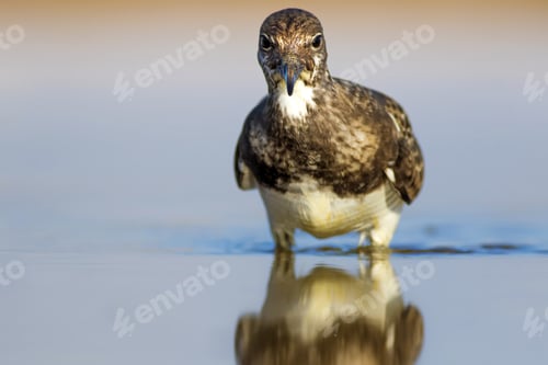 Preview: Water Bird. Water Nature Background. Bird: Ruddy Turnstone.