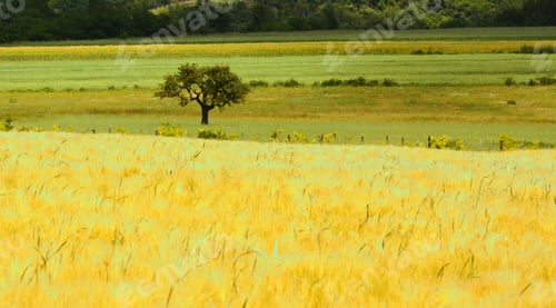 Preview: View Of Agricultural Fields