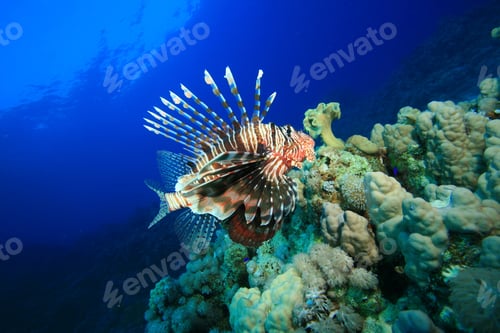 Preview: Lionfish