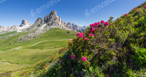 Preview: Flowers And Mountains At Pass Giau In The Dolomites