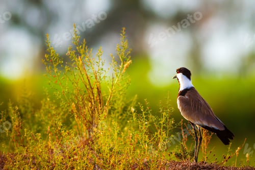 Preview: Green Nature And Spur Winged Lapwing Spur Winged Lapwing / Vanellus Spinosus