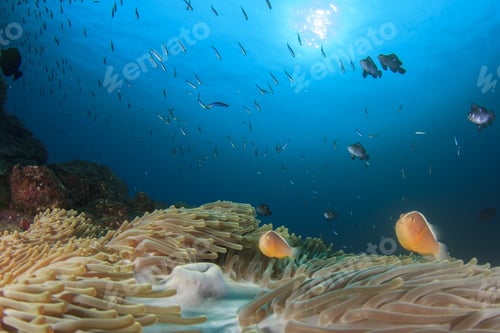 Preview: Skunk Anemonefish (Clownfish)(Nemo Fish)