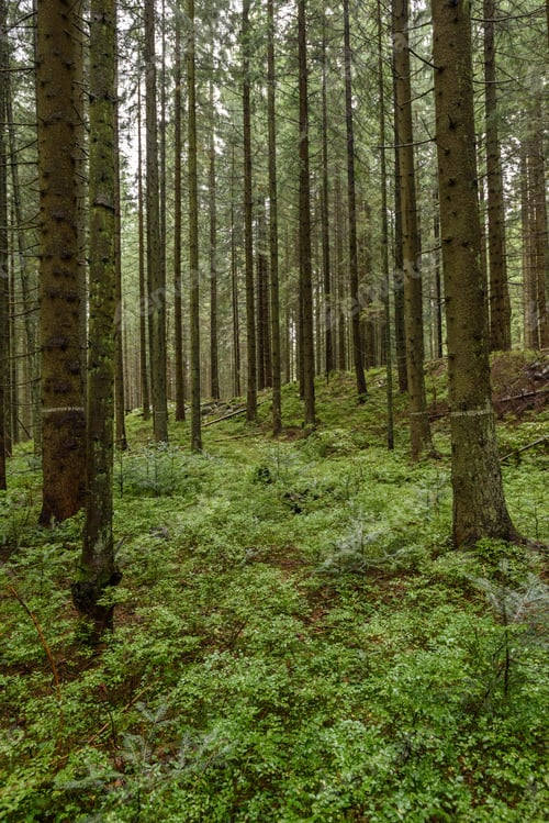 Preview: Old Forest With Moss Covered Trees And Rays Of Sun In Summer