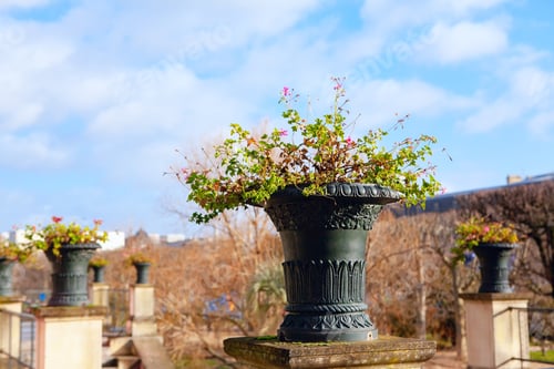 Preview: Iron Flower Pot In Ancient Style . City Park In The Spring