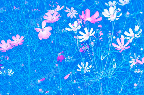 Preview: Colorful Cosmos Flowers On A Background Of Summer Landscape.