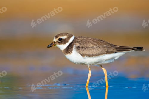 Preview: Cute Little Water Bird. Water And Sand Background. Bird: Common Ringed Plover. Charadrius Hiaticula.