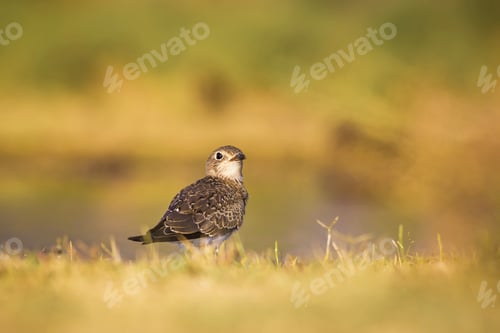 Preview: Cute Bird Pratincole And Green Yellow Nature Background. Collared Pratincole. Glareola Pratincola