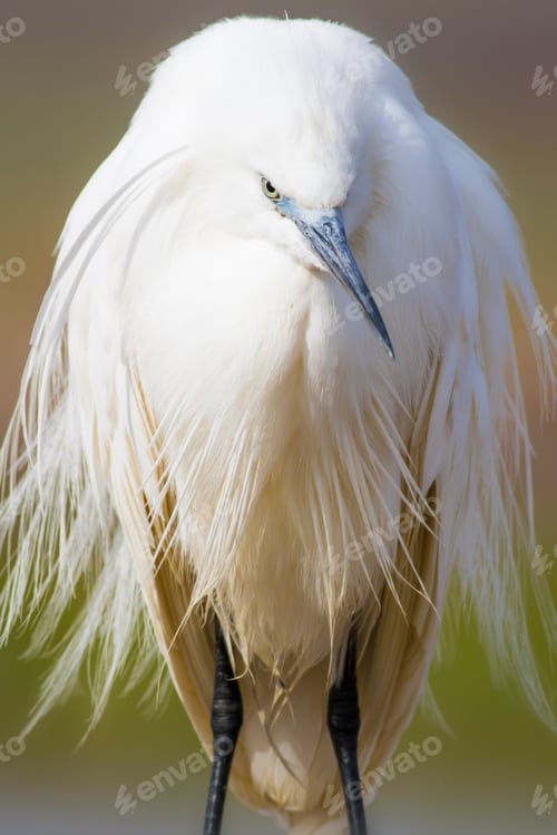 Preview: White Beauty Heron. Colorful Water Nature Background. Bird: Little Egret. Egretta Garzetta.