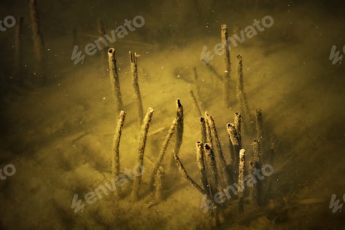 Preview: Underwater Treasures