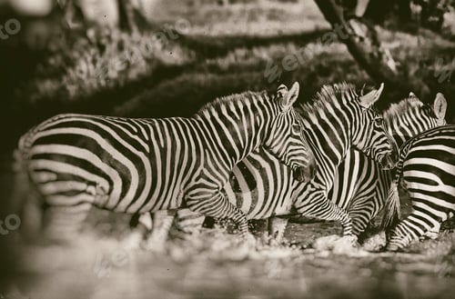 Preview: Vintage Style Black And White Image Of Zebras In The Lake Nakuru National Park In Kenya, Africa