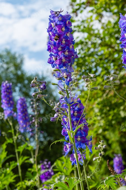 Preview: Beautiful Delphiniums Blooming In The Garden.