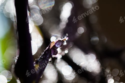 Preview: Abstract, Macro Composition With Leaves And Water Drops