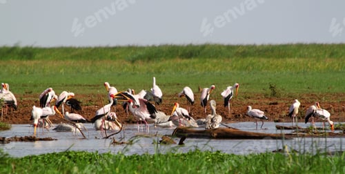 Preview: Hippopotamus And Birds In The Lake Manyara National Park, Tanzania