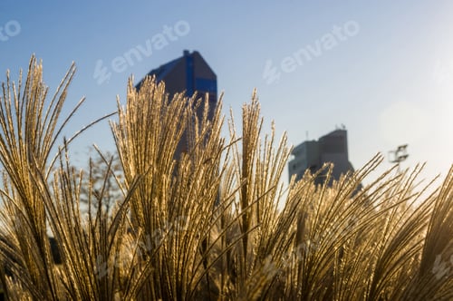 Preview: Chinese Silver Grass, Maiden Grass, Miscanthus Chinese, Miscanthus Sinensis Illuminated By Soft