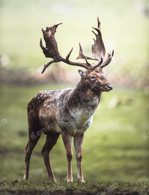 Preview: Single Fallow Deer Buck Standing In Meadow. North Rhine-Westphalia, Germany