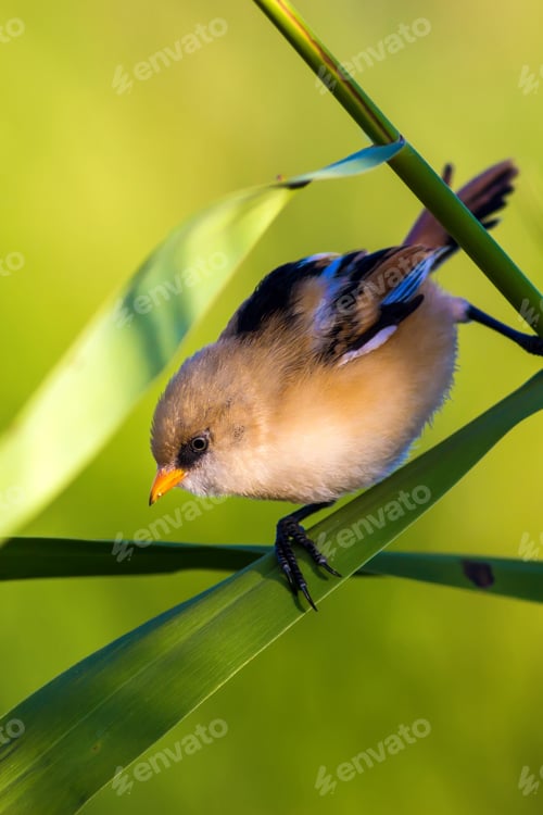 Preview: Cute Bird. Green Nature Background. Bearded Reedling / Panurus Biarmicus