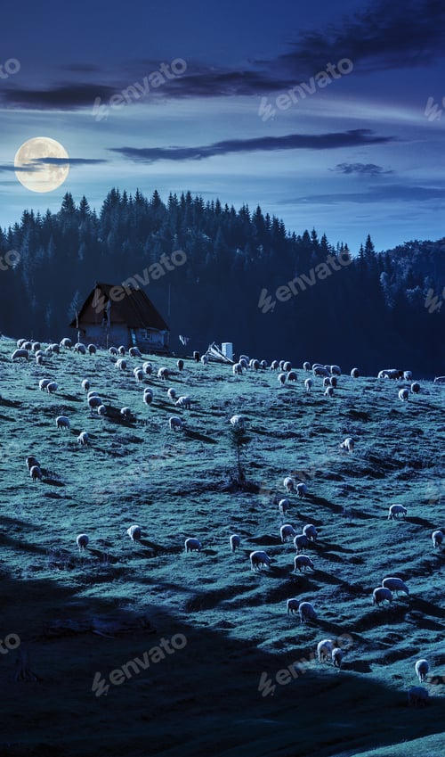 Preview: Flock Of Sheep On The Meadow On Hillside Near The Fir Forest In Mountains Of Romania At Night In