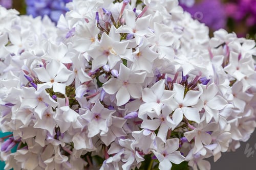 Preview: The Beautiful White Blossoms Of Phlox Paniculata. The White And Red Flowers Of Phlox Paniculata.