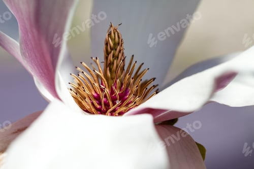 Preview: Magnolia - Beautiful Flowers With Details