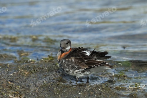 Preview: Red-Necked Phalarope (Phalaropus Lobatus) Iceland