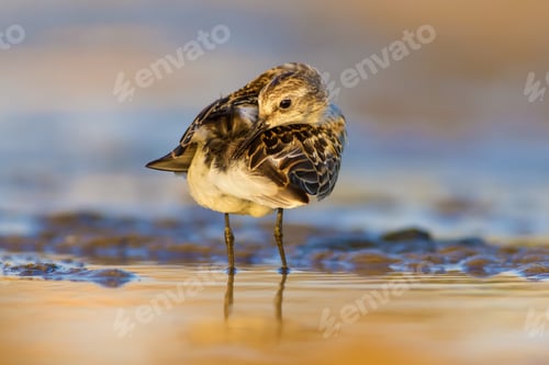 Preview: Cute Little Shore Bird. Yellow Blue Nature, Background. Bird: Little Stint.