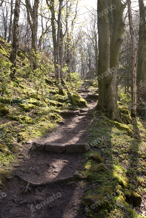 Preview: Woodland Stepped Trail