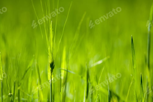 Preview: Texture And Background With Green Grass