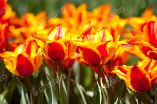 Preview: Field Of Yellow Red Tulips In A Sunny Day
