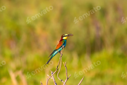 Preview: Colorful Bird. Nature Background. European Bee Eater. Merops Apiaster.