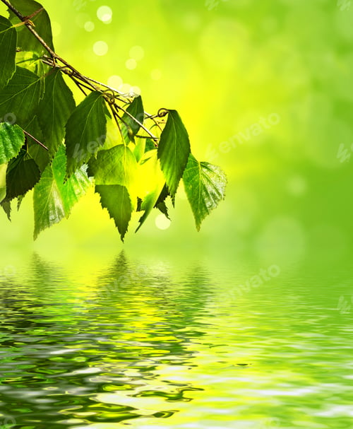 Preview: Young Birch Branches