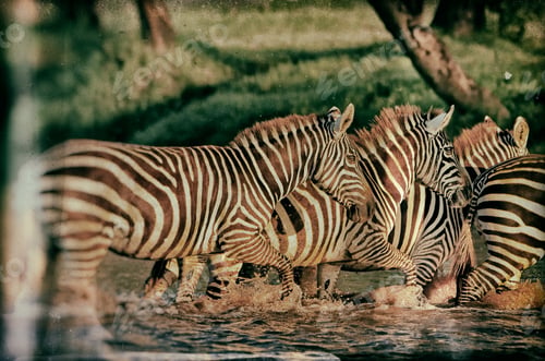 Preview: Vintage Style Image Of Zebras In The Lake Nakuru National Park In Kenya, Africa